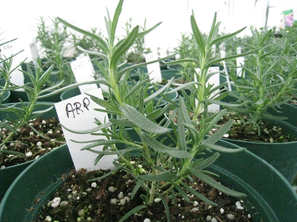 Gardening Tips for Small Spaces Rosemary Beautiful, hardy and Useful