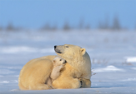 [polar-bear-with-baby.jpg]
