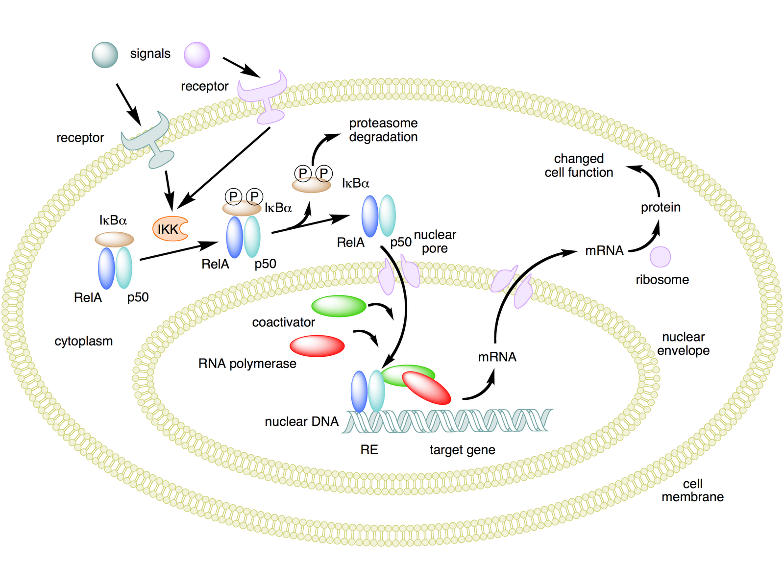 [NFKB_mechanism_of_action.png]