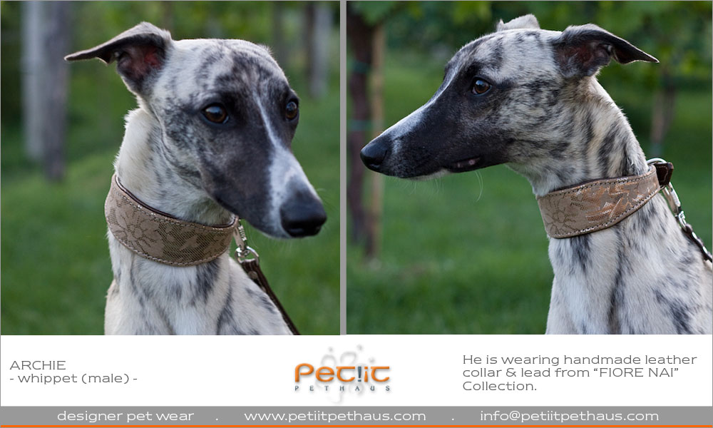 Petiit Pethaus Blog LEATHER WHIPPET COLLARS!