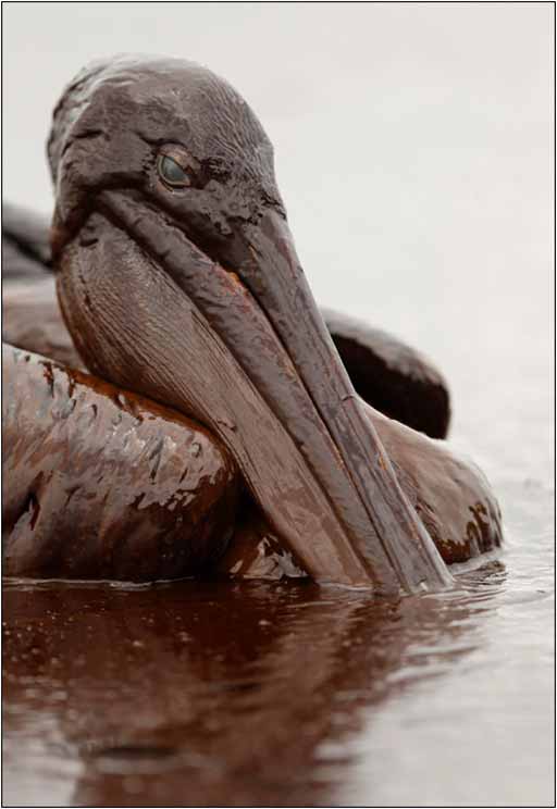 [Image: BrownPelican1.jpg]