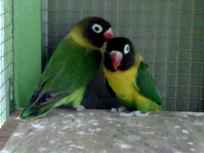 lovebird violet kepala elang lovebird violet kepala elang