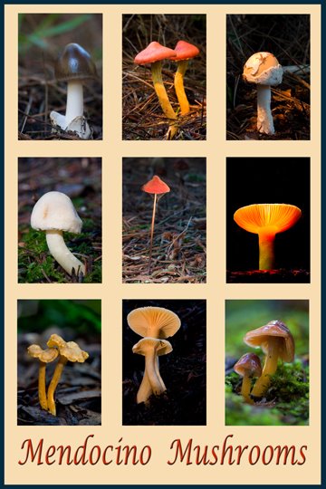 [mushroomposter.jpg]