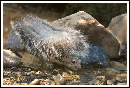 [squirreldrinking+copy.jpg]