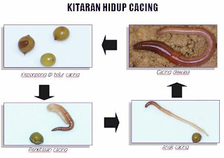 Kitar Hidup