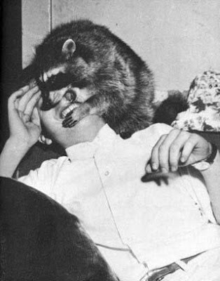 Sometimes, I imagine that work is like a raccoon.
