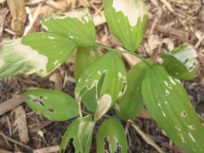 [062709_solomonseal.jpg]