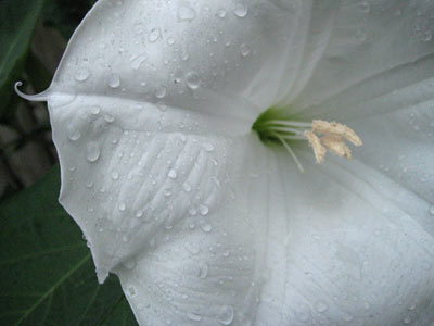[081809_moonflower.jpg]