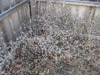 Japanese Dappled Willow Salix Integra Alba Maculata