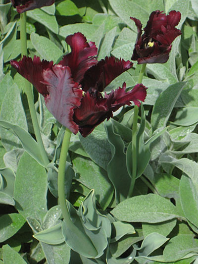 [050909_blackparrot.jpg]