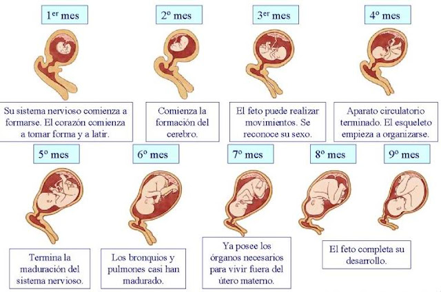 FOTO PRENATAL SEXUAL foto prenatal sexual: