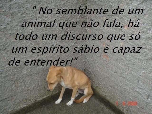 EU AMO OS ANIMAIS!