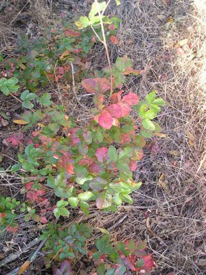 poison oak vine. poison oak pictures rash.