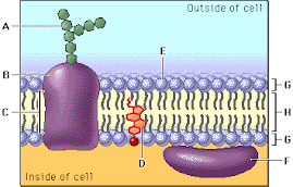 Cell - Zoology