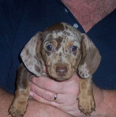 miniature long haired dachshund puppies for sale. miniature long haired