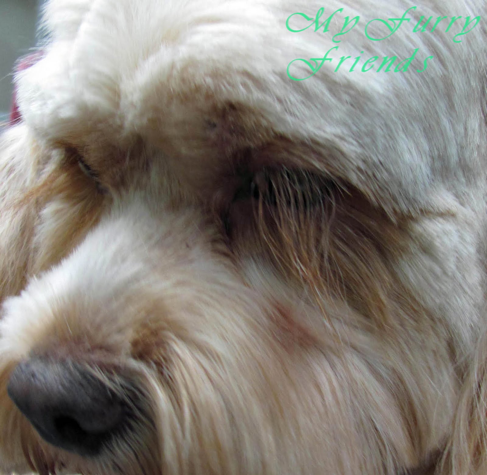 Pet Grooming The Good The Bad The Furry Do Not Cut The Lashes