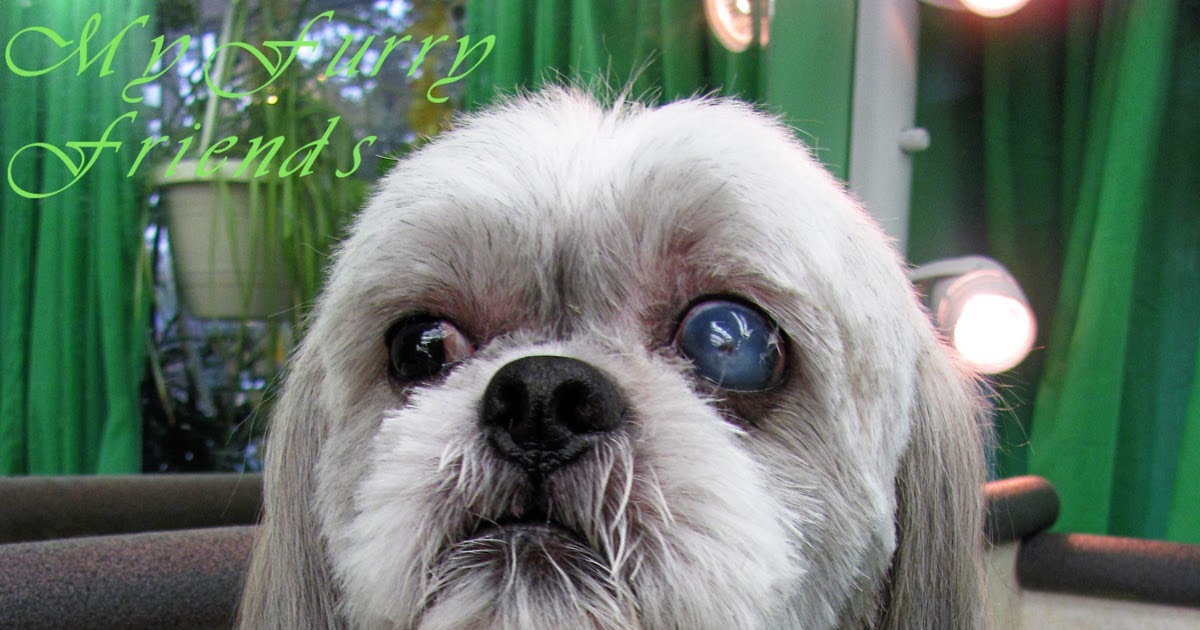 shih tzu and bad groomer pet groomer pet groomers professional pet groomer dogs breeds picture shih tzu and bad groomer pet groomer pet groomers professional pet groomer dogs breeds picture