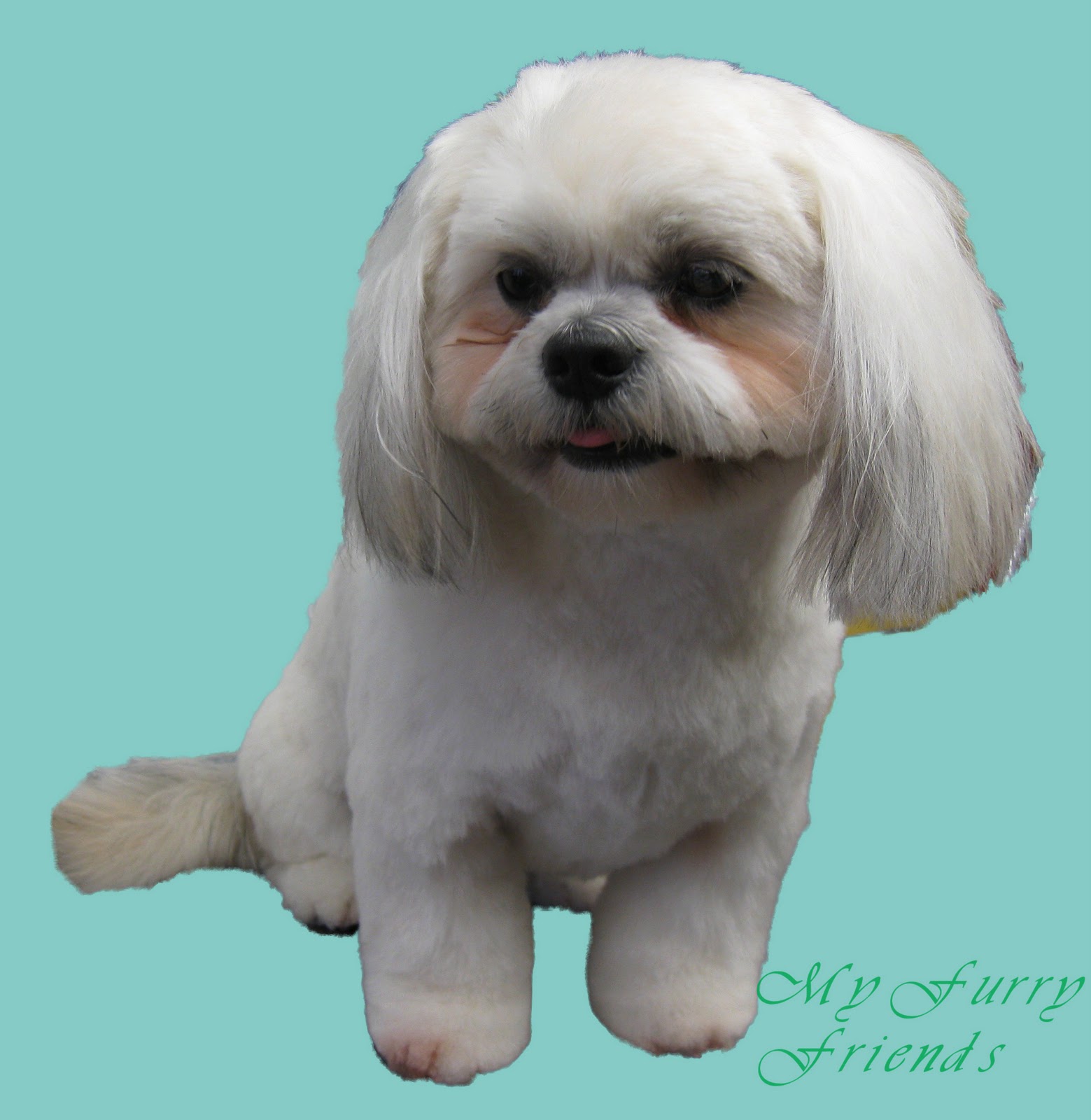 Pet Grooming: The Good, The Bad, & The Furry: Shih-Tzu Faces