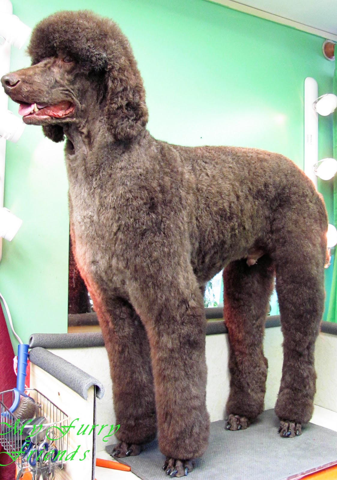 Pet Grooming The Good, The Bad, & The Furry Sick Days