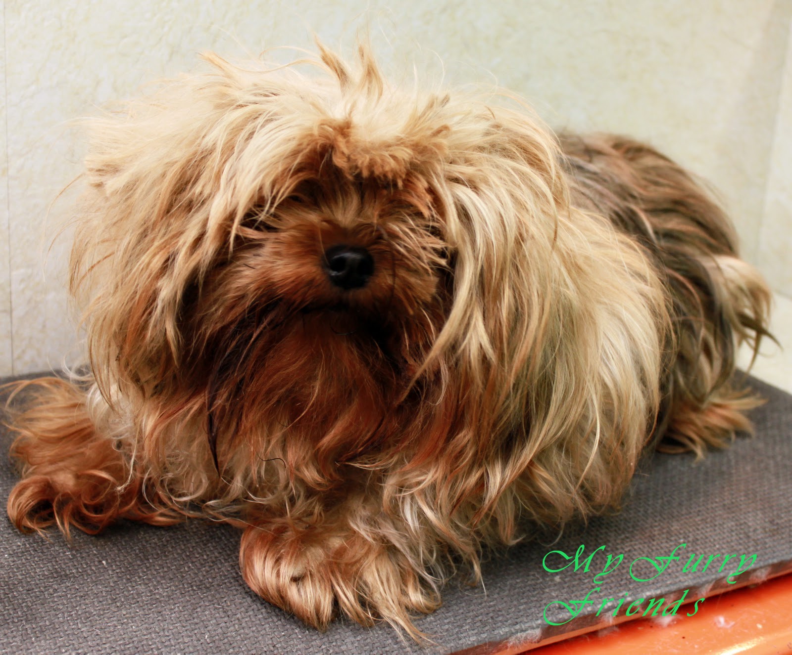 Short Yorkie Hairstyles