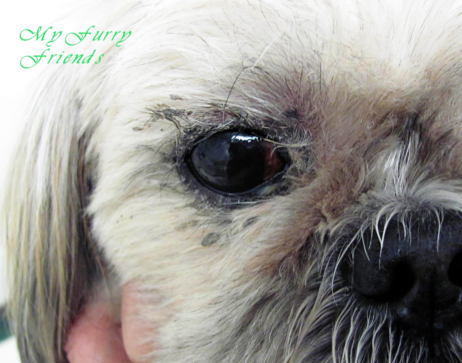 Cat Poo Eye Disease Cat Poo Eye Disease