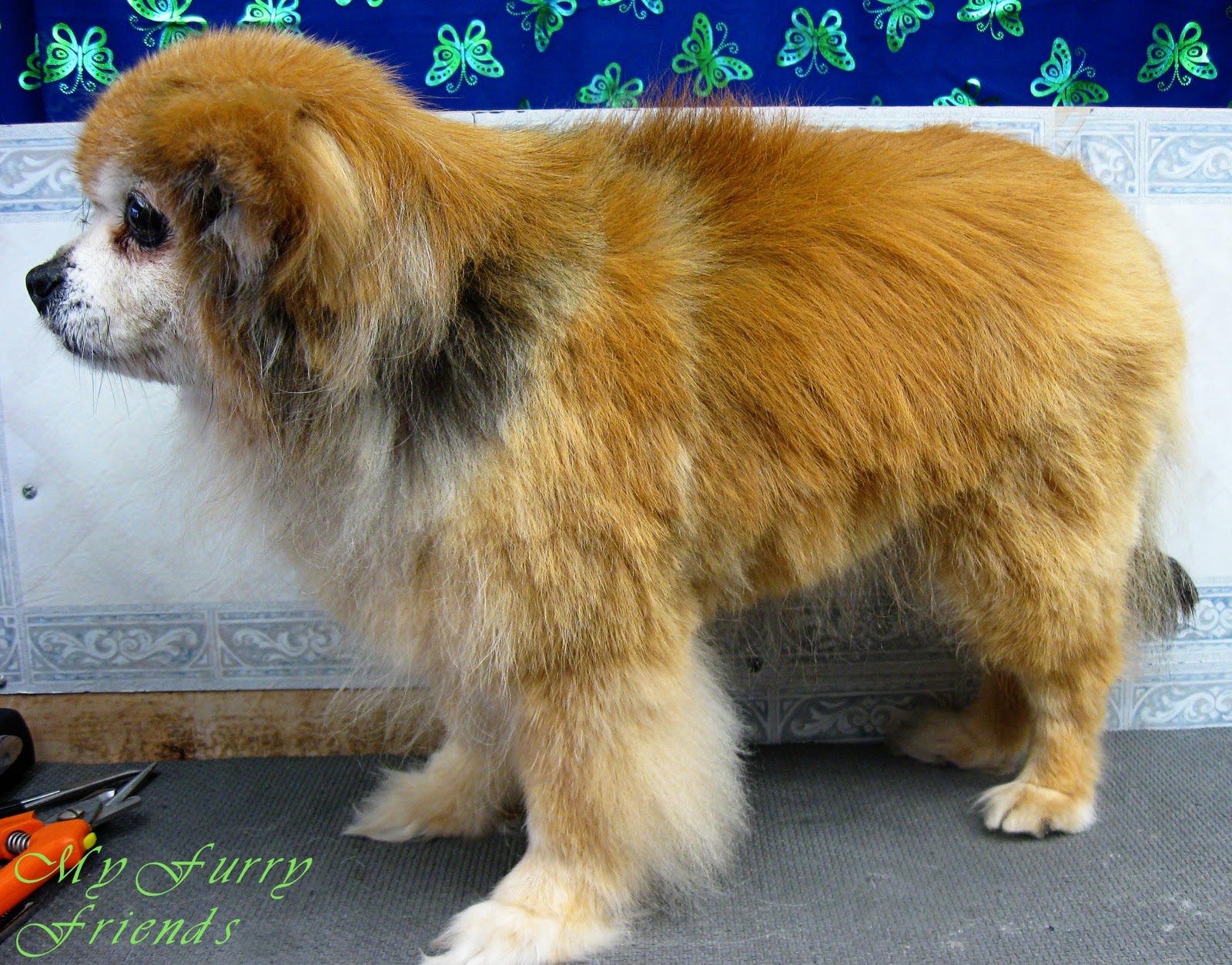 pomeranian no pomeranian types of cuts breeds picture pomeranian no pomeranian types of cuts breeds picture