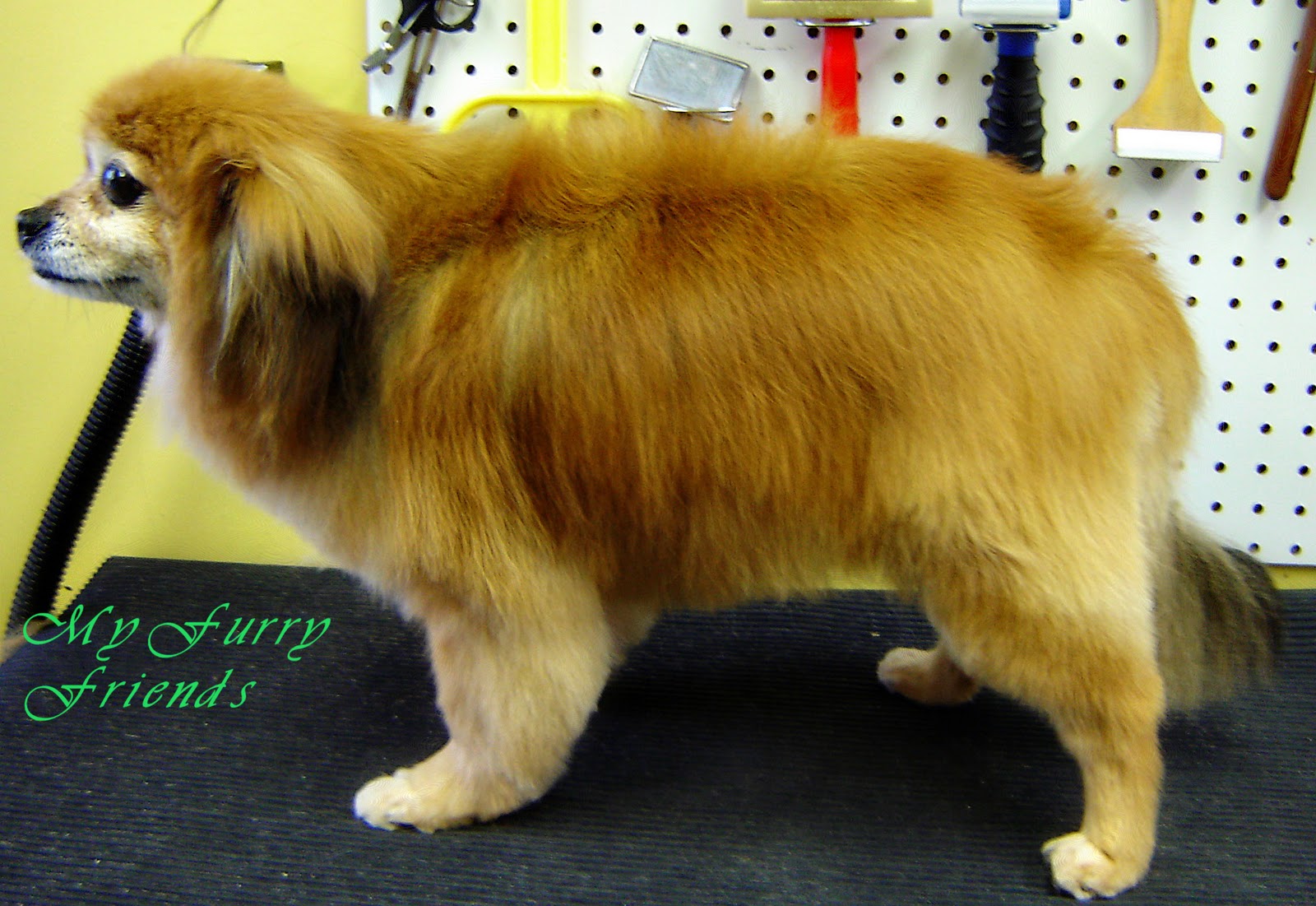 Pet Grooming The Good, The Bad, & The Furry Grooming Pomeranians