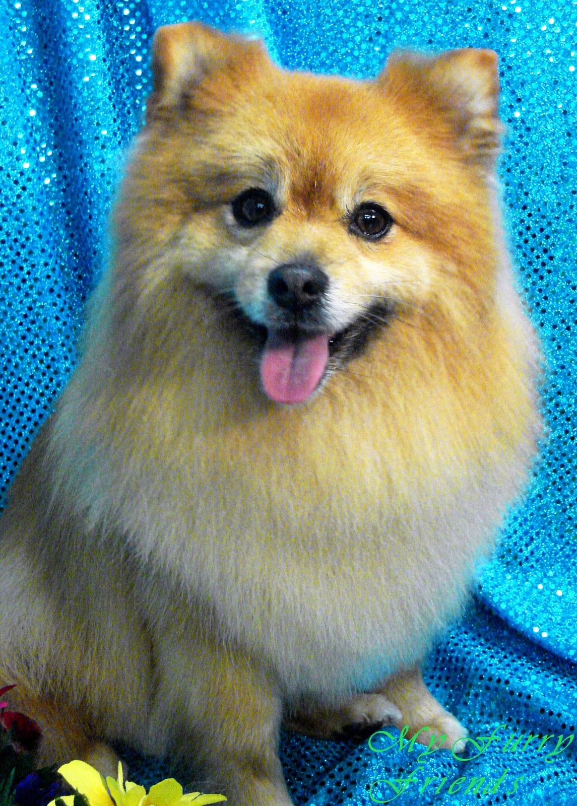 haircut for pomeranian pomeranian haircuts www imgkid the image kid has it haircut for pomeranian pomeranian haircuts www imgkid the image kid has it