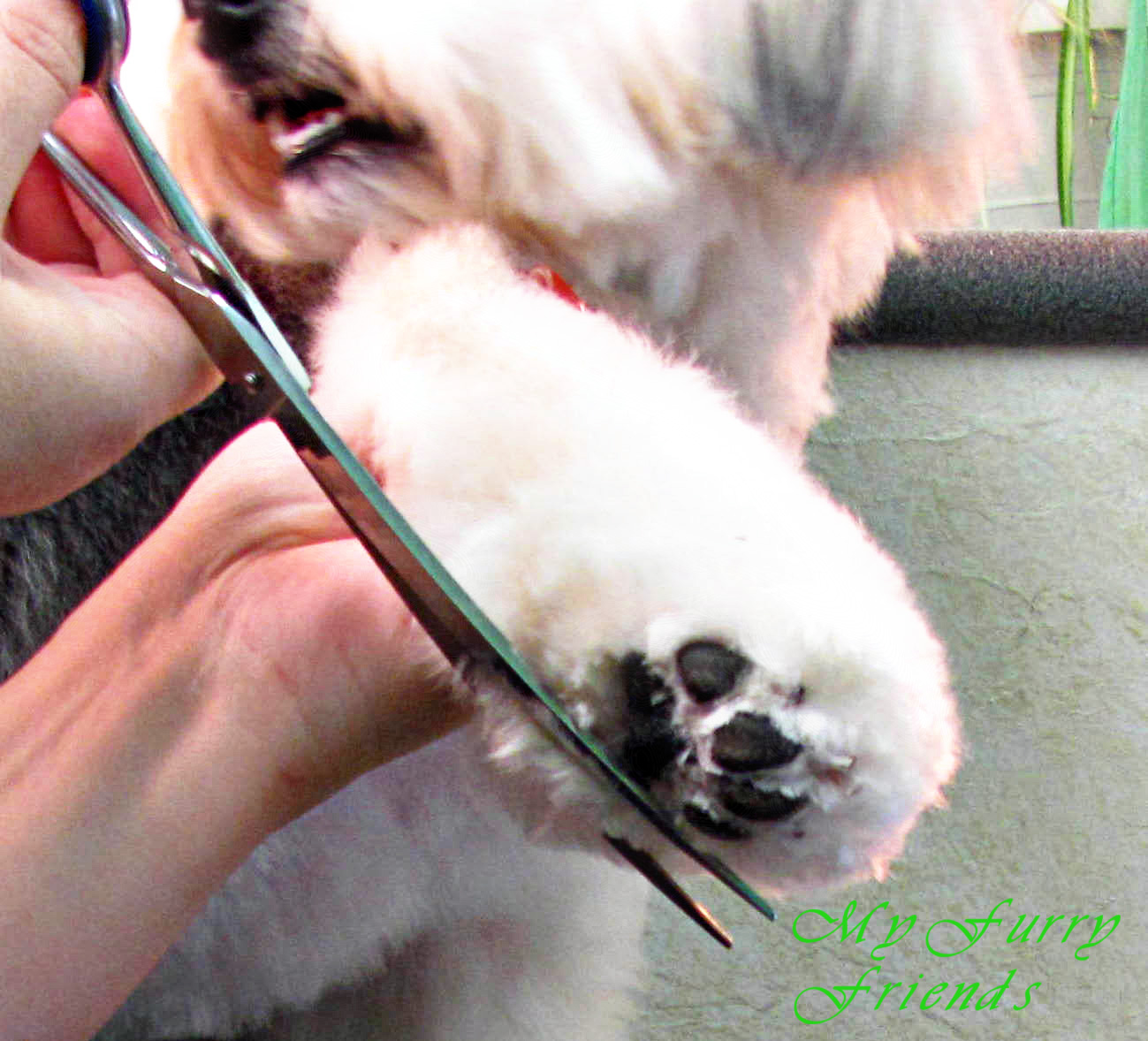 Pet Grooming The Good, The Bad, & The Furry Scissoring Feet & Legs