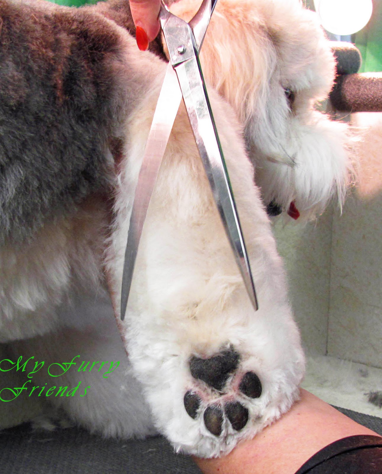 Pet Grooming The Good, The Bad, & The Furry Scissoring Feet & Legs