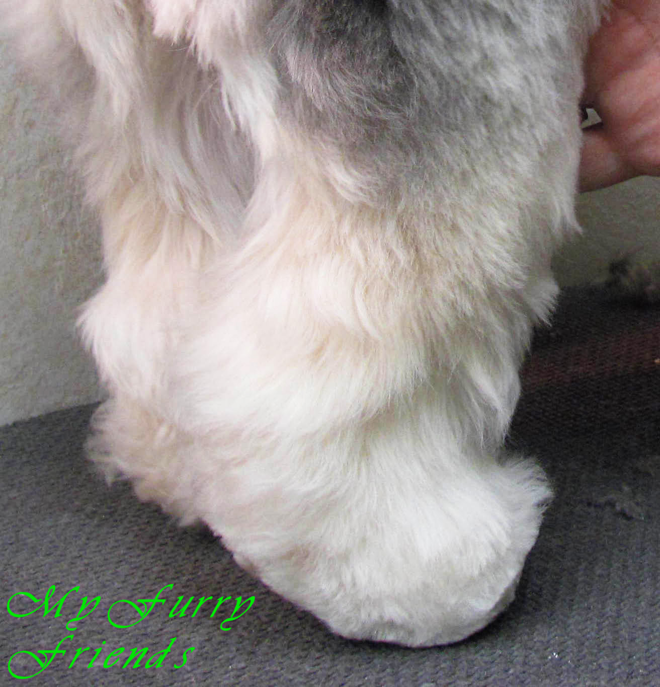 Pet Grooming The Good, The Bad, & The Furry Scissoring Feet & Legs