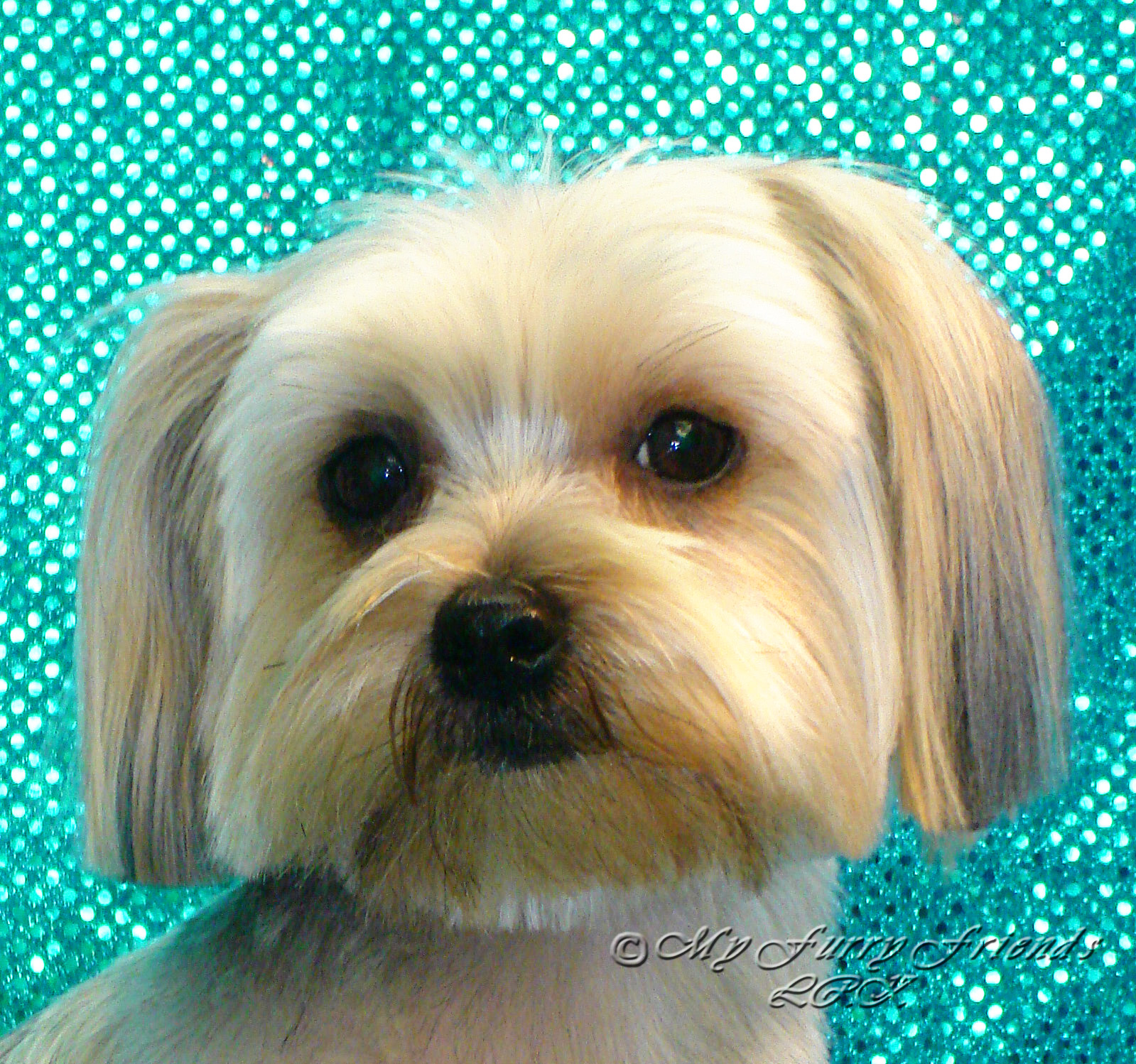 yorkie tipped ears grooming yorkie ears grooming a yorkie yorkie haircuts with floppy ears yorkie tipped ears grooming yorkie ears grooming a yorkie yorkie haircuts with floppy ears