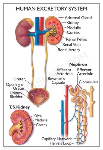 talitha's blog: chapter 1 excretion system (liver and lung)