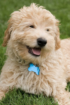 Golden Dog Names Female Golden Dog Names Female