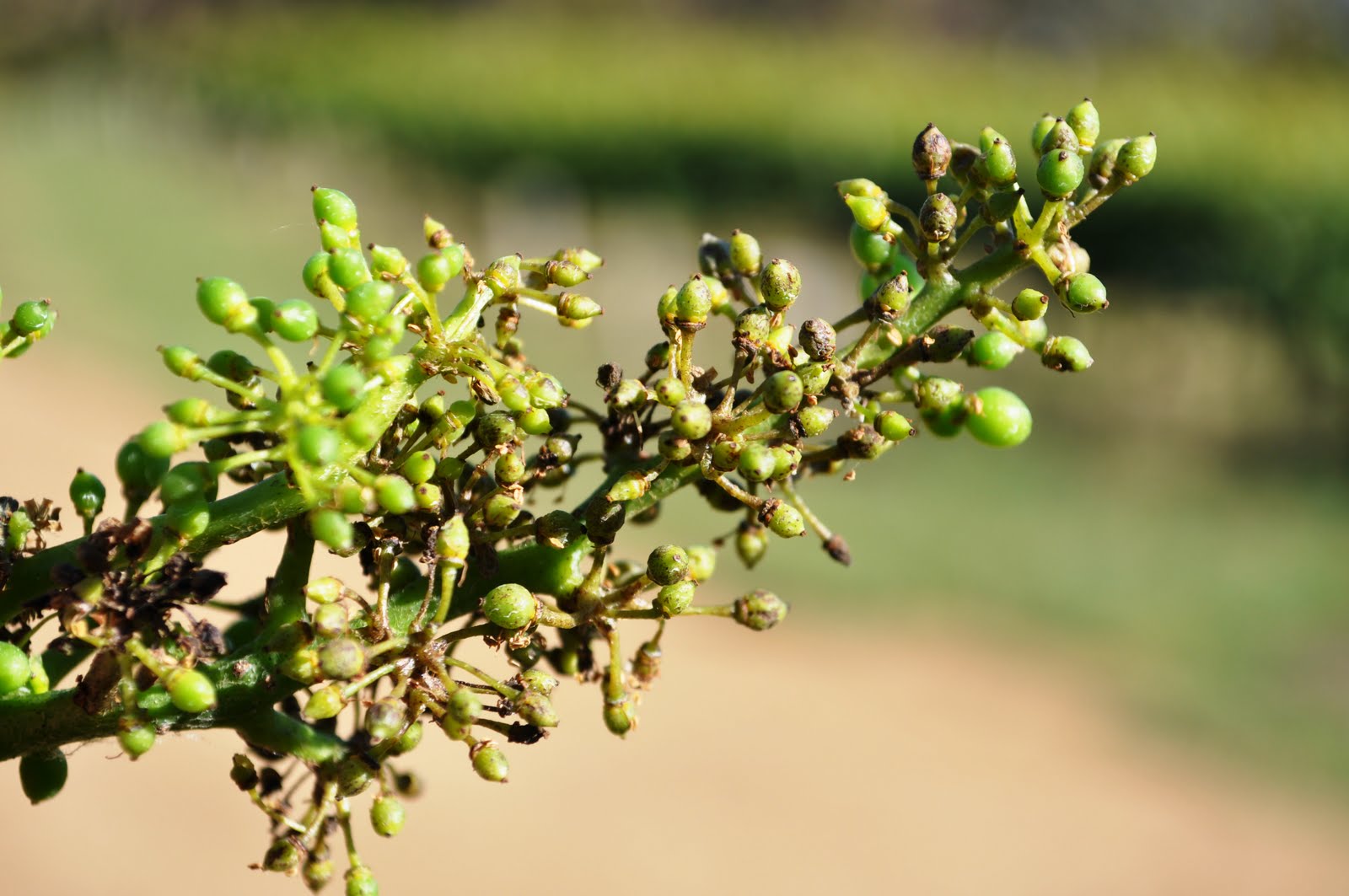 downy mildew