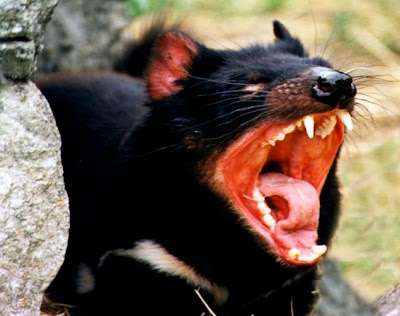 [Image: Tasmanian-devil-2.jpg]