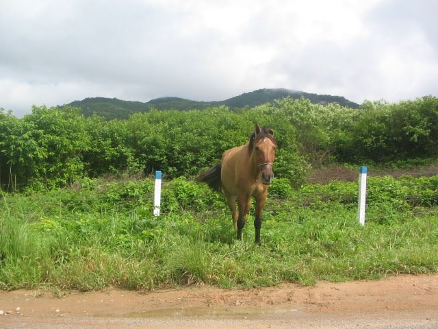 [IMG_0795.JPG]