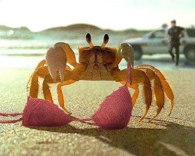 http://4.bp.blogspot.com/_9fDGoYk_xBk/SSiB9laPzrI/AAAAAAAABM8/bhHprHV-VR8/s400/CrabBikini.jpg