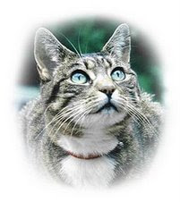 cute cat breeds
