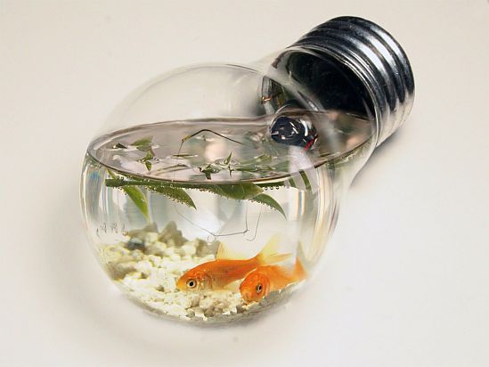 [fish-tank-light-bulb1.jpg]