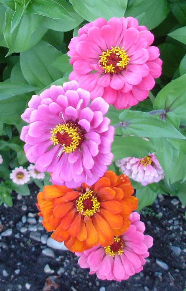 [Zinnias_Aug2008_1.jpg]