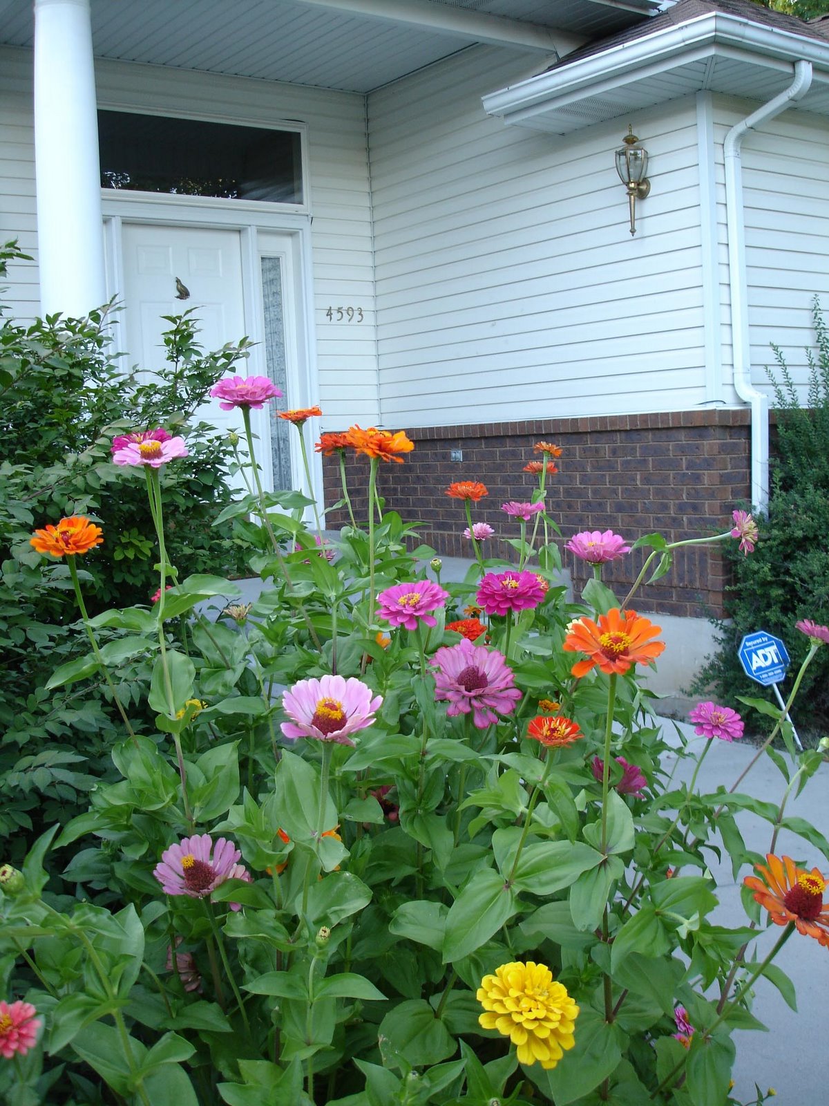 [Zinnias_Aug2008_7a.jpg]