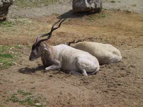 in australia animals facts