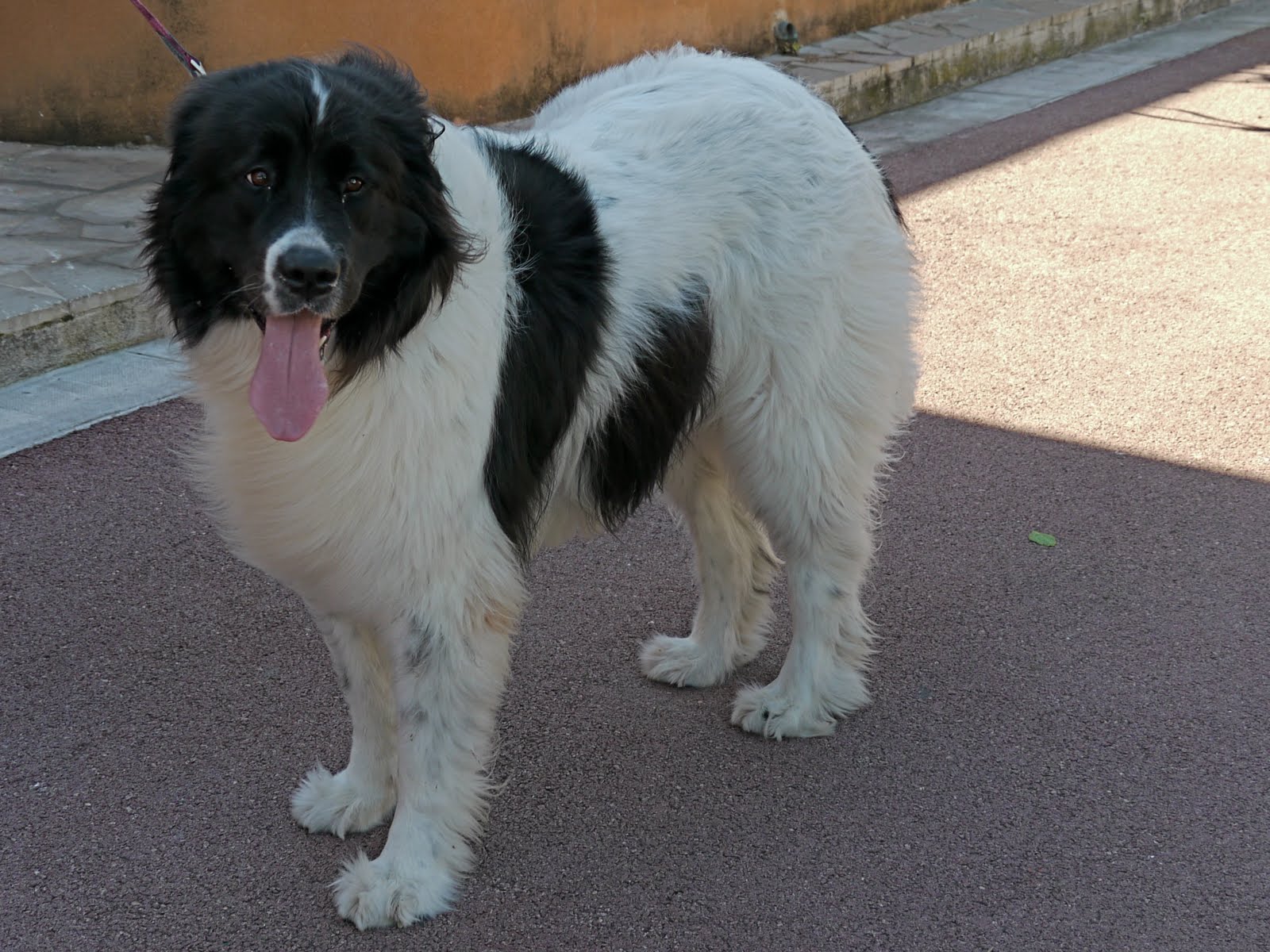 PUPPY CARE CENTER Ava the Landseer Puppy Care Center and The dog breed