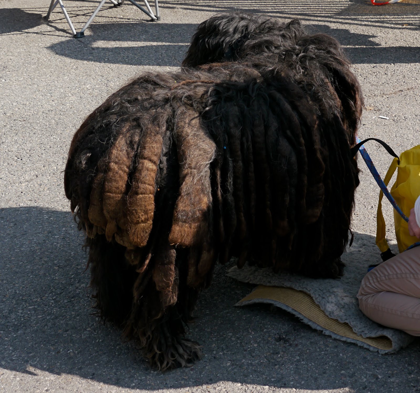 puli dog puppy
