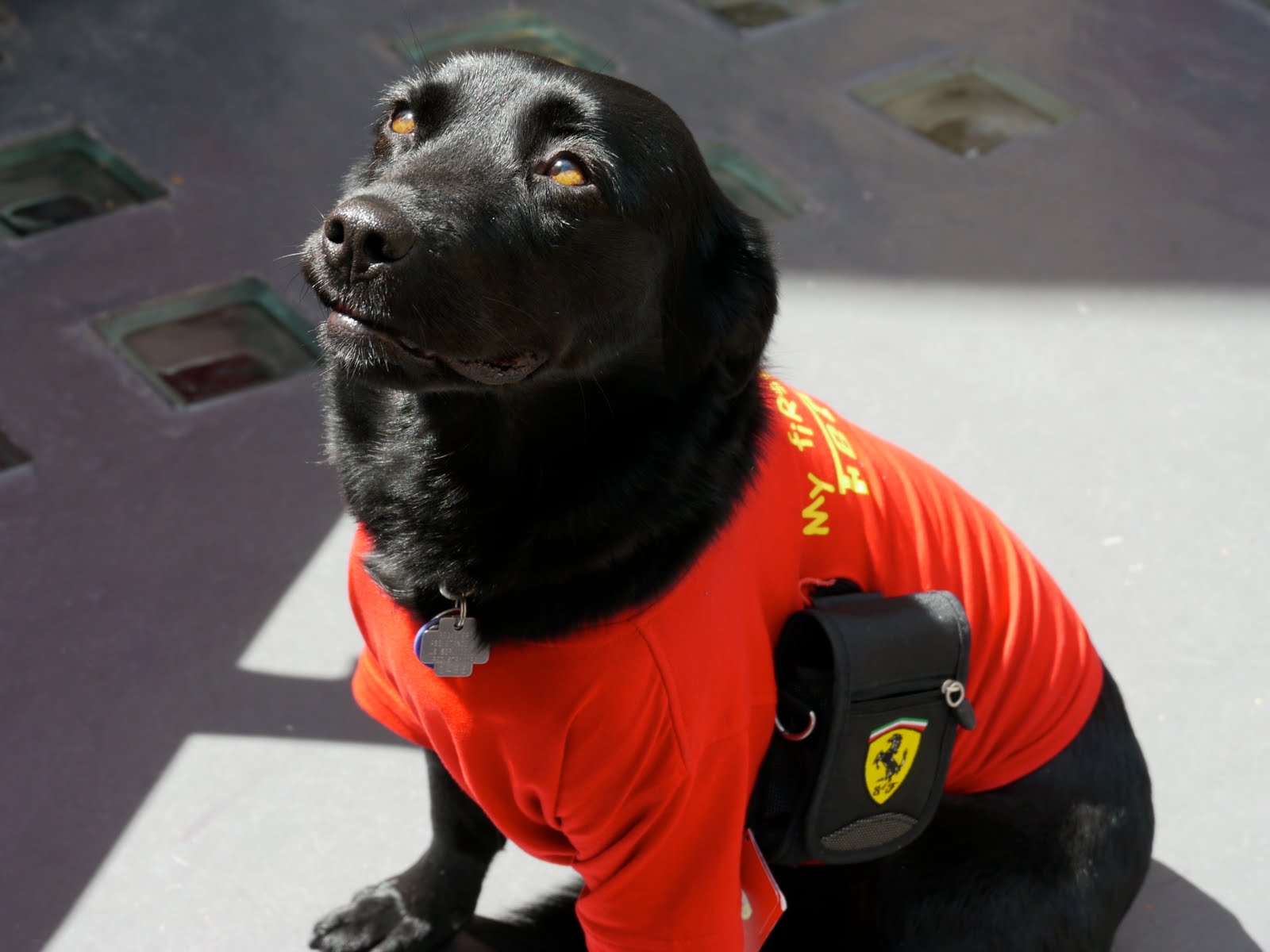 RIVIERA DOGS The Monaco Grand Prix Ferrari Dog