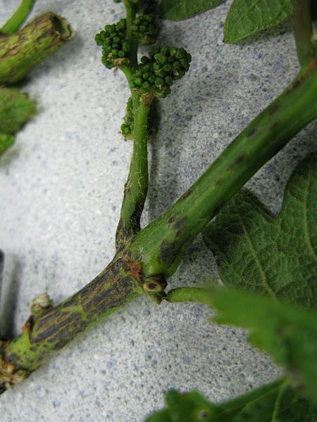 [2009+05+395+Phomopsis.jpg]