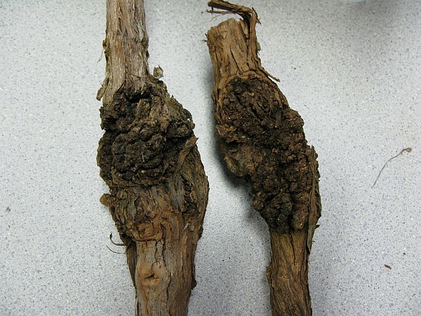 [2009+05+390+Crown+Gall.jpg]