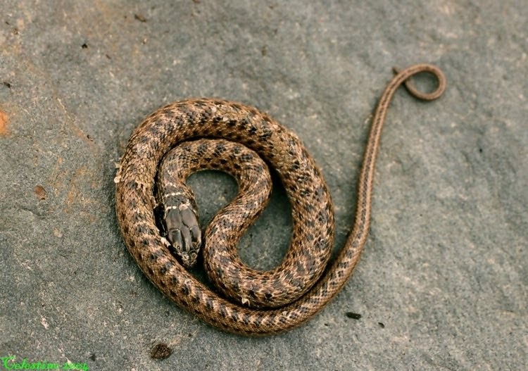 Parque Nacional da Peneda Gerês CobraRateira