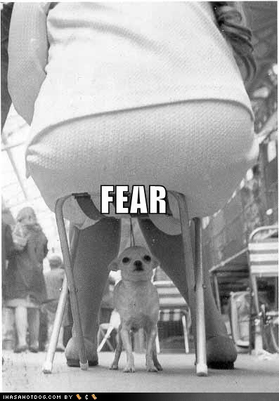 fear-chihuahua-uhoh.jpg